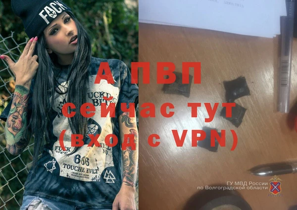 гидра Надым